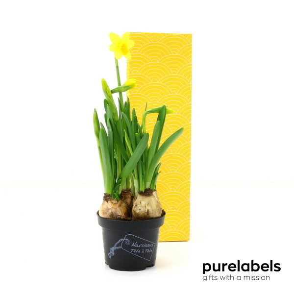 Paasgeschenk personeel | Vrolijke Narcis in cadeauzakje