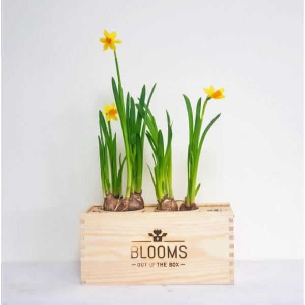 BloomsBox - Voorjaar