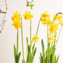 BloomsBox - Narcissen - Medium