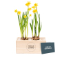 BloomsBox - Narcissen met logo en kaartje - Medium