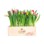 BloomsBox - Tulpen - Large