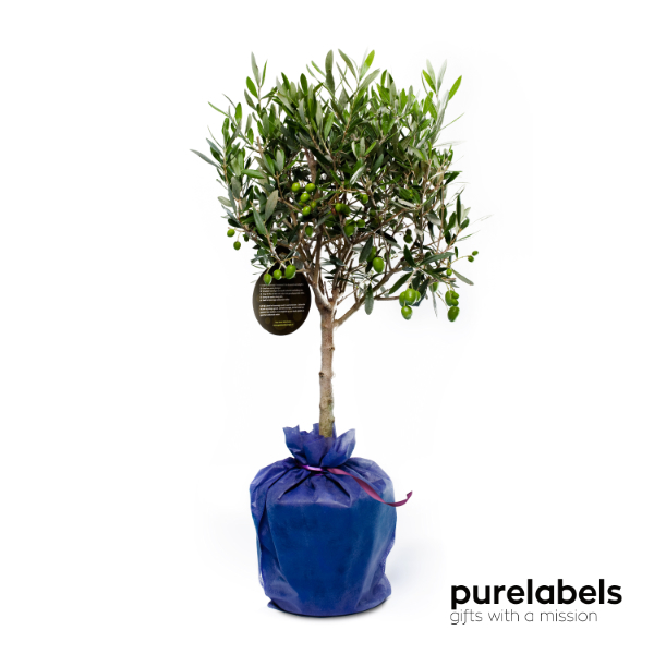Geef een boompje: olijfboom in geschenkverpakking
