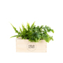 BloomsBox - Luchtzuiverende planten met logo - Medium