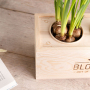 BloomsBox - Narcissen - Medium