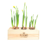 BloomsBox - Narcissen - Large