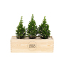 BloomsBox - Kerstboompjes & Nieuwjaars-Luchtzuiverend planten met logo