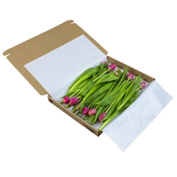 12 tulpen (brievenbus)