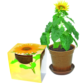 Easy Pot Groot Easy Pot Groot