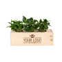 BloomsBox - Koffieplanten - Large