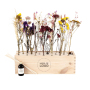 BloomsBox - Flowers & Fragrance met logo