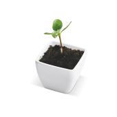 Moestuin Zonnebloem Moestuin Zonnebloem