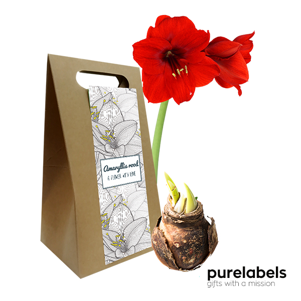 Amaryllis in giftbox personaliseerbaar cadeau