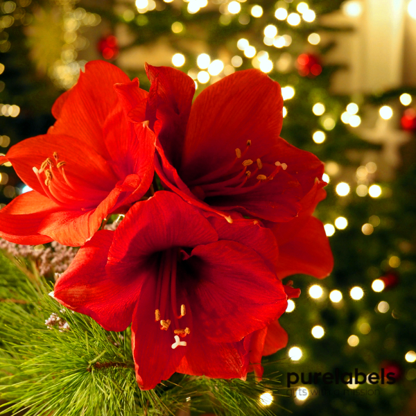 Amaryllis in giftbox personaliseerbaar cadeau bloembollengeschenk