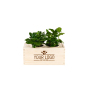 BloomsBox - Koffieplanten - Medium